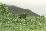 highlands2003.jpg
