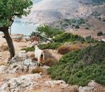 kreta129.jpg